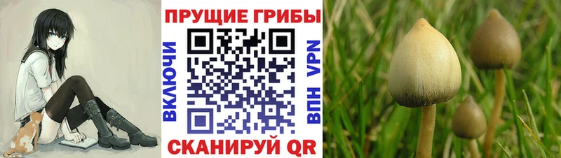 где можно купить наркотик  Новороссийск  Псилоцибиновые грибы GOLDEN TEACHER 